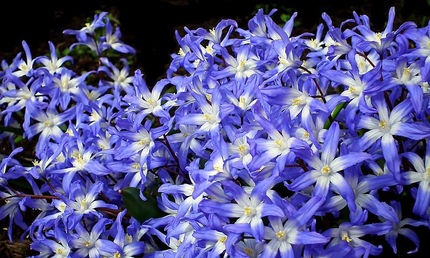 Ruhm des Schnees, Blumen, Pflanze, blaue blumen, blühen, Garten, Natur, dekorativ, Sommer-
