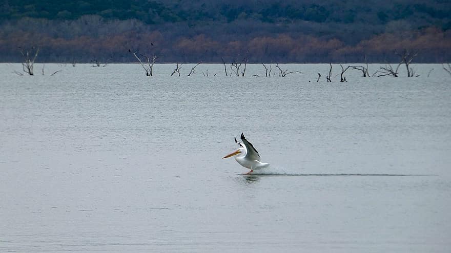 pelicano, rio, pássaro, natureza, pelecanidae, agua, bico, animais em estado selvagem, gaivota, vôo, azul
