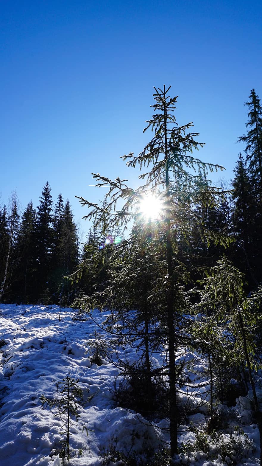 arbres, llum solar, neu, coníferes, bosc de coníferes, bosc de neu, nevat, boscos, gelades, gelada, brisa