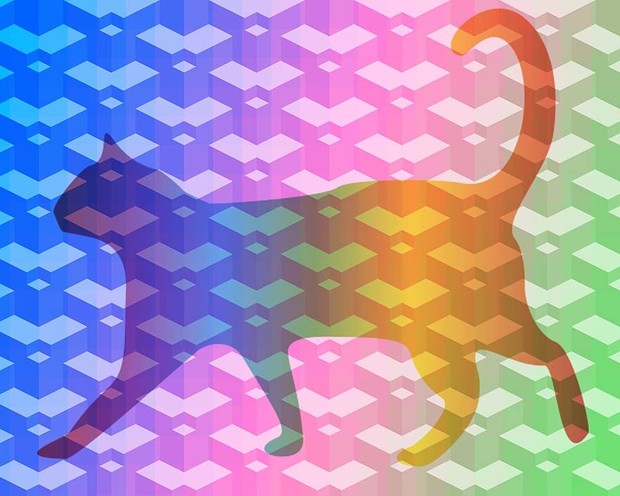 kat, kitty, gå, regnbue, tessellation, nuttet, dyr, kæledyr, killing, pels, feline