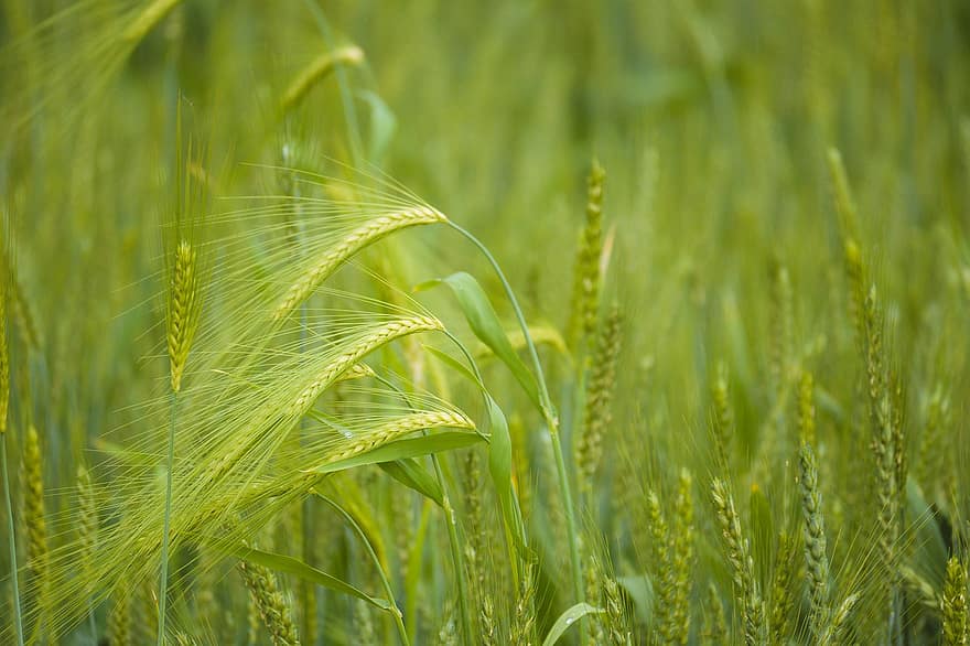 Wheat, Wheat Plants, Farm, Field, Spring, Agriculture, summer, rural scene, close-up, plant, growth