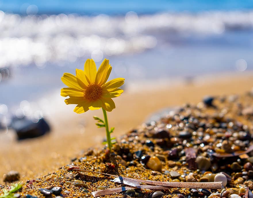 цвете, пясък, океан, море, вълни, плаж, растение, диви цветя, ботаника, цветен, боке