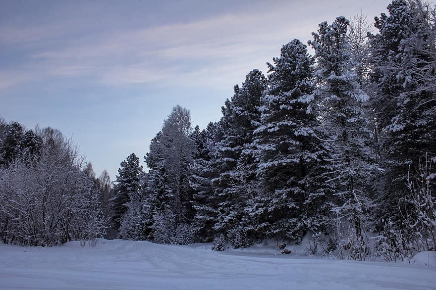 Bos, winter, bomen, natuur, seizoen, sneeuw, boom, landschap, berg-, vorst, blauw