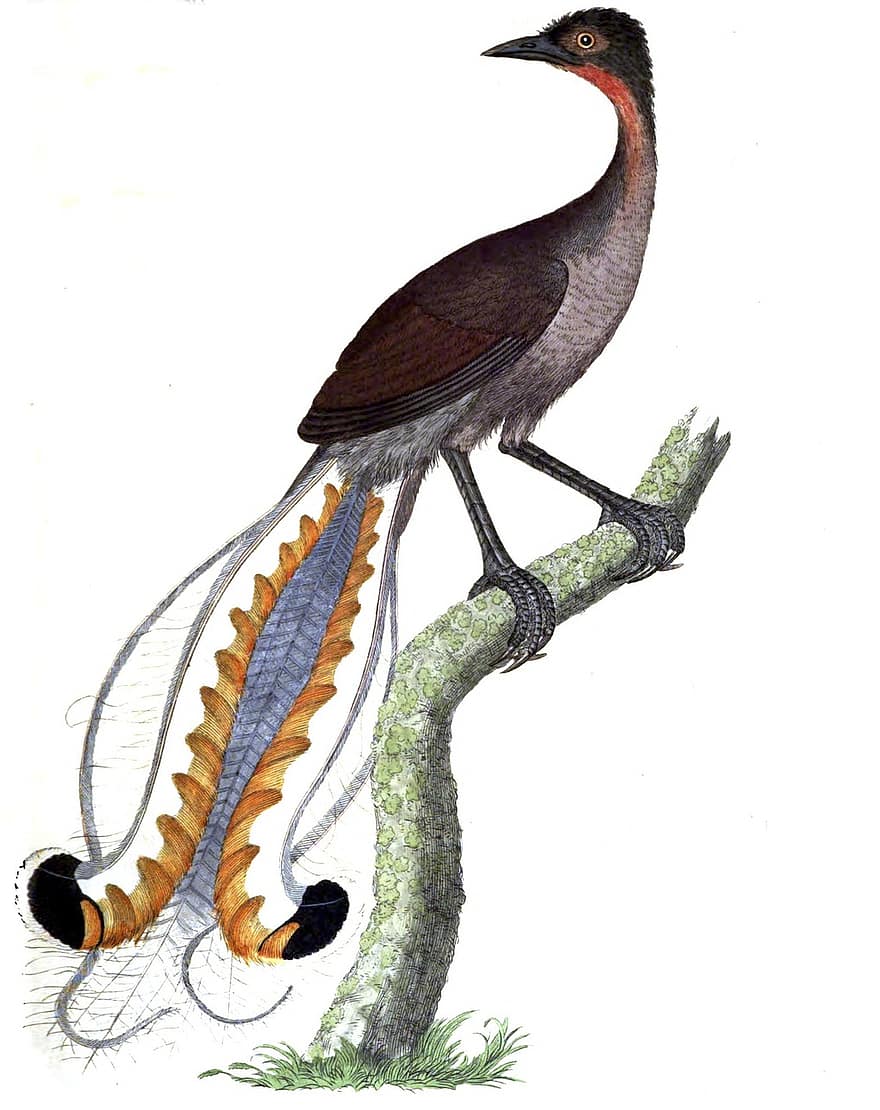 Lyre Bird, Ocell mimetista