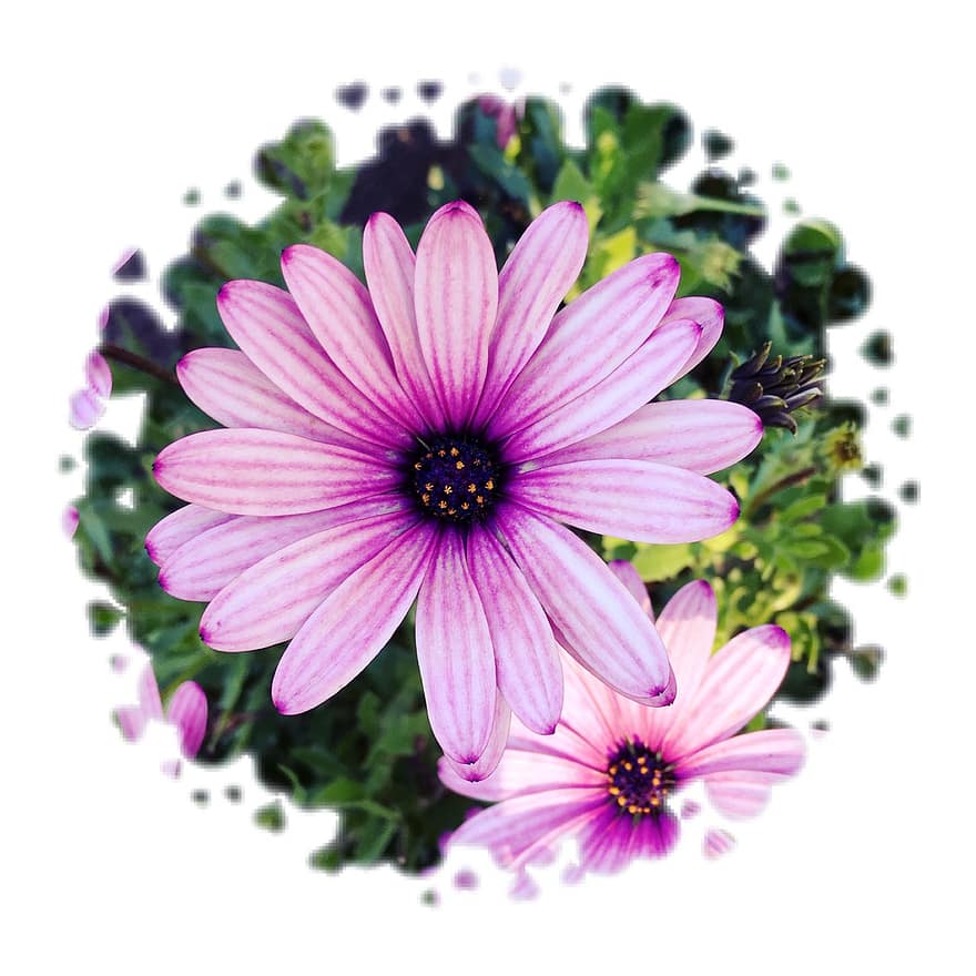 filtras, gėlė, makro, rožinis, violetinė, gėlės, žalias, žydi, gražus, -. \ t