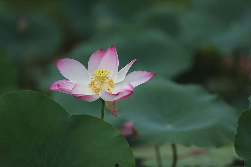 Lotus blomst, vannlilje, akvatisk plante, flora, blomst, blomstre, dam, natur, botanikk, vakker, floral
