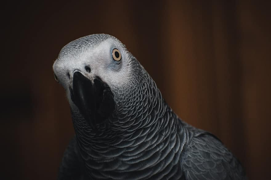 grå papegoja, papegoja, fågel, Kongo afrikansk grå, congo grå papegoja, congo african gray papegoja, afrikansk grå papegoja, djur-, avian, tropisk fågel