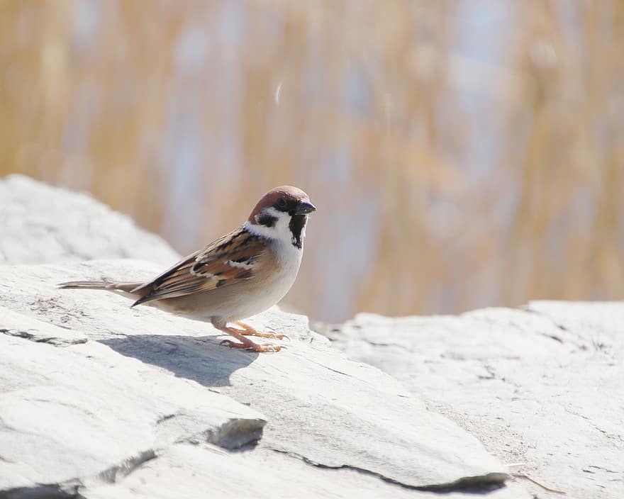 Sparrow, Bird, Animal, Wildlife, Passerine Bird, Small Bird, Perched, Rock, Plumage, Beak, Bird Watching