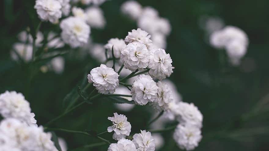 fiore, natura, flora, nell'estate di, fioritura, del desktop, sfondo, botanica, bianca