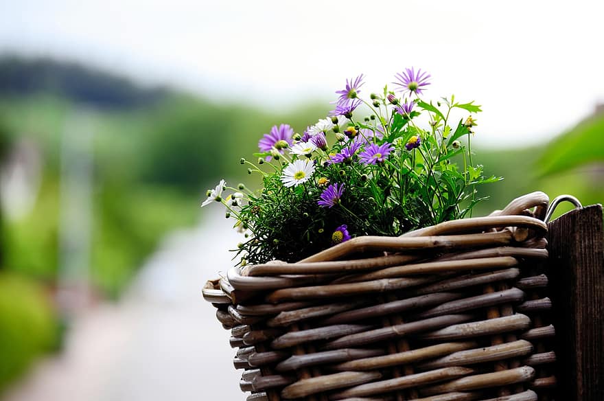 кошница с цветя, маргаритки, цветя, цветчета, цвете, лято, едър план, растение, свежест, зелен цвят, пролетно време