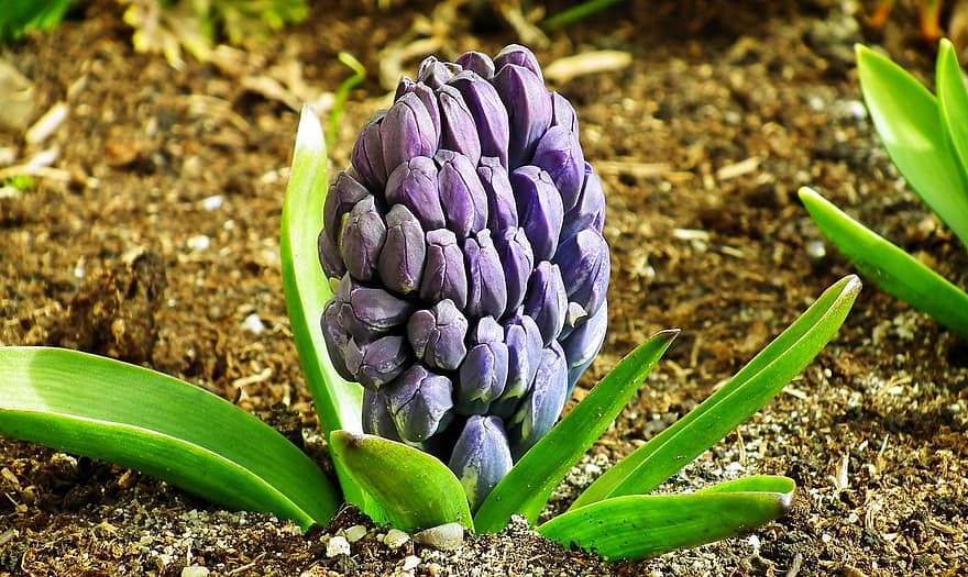 Hyacinth, knopp, blomster, anlegg, blader, hage, vår, blad, grønn farge, nærbilde, blomst