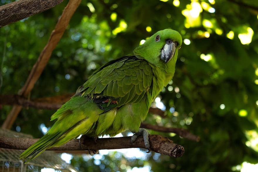 Parakeet, Bird, Branch, Perched, Parrot, Green Bird, Animal, Feathers, Plumage, Beak, Bill