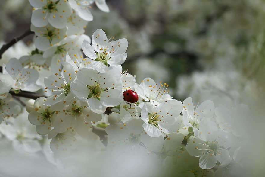 Insekt, Marienkäfer, Entomologie, Makro, Käfer, Frühling, Schwarzdorn, Blumen, Blütenblätter