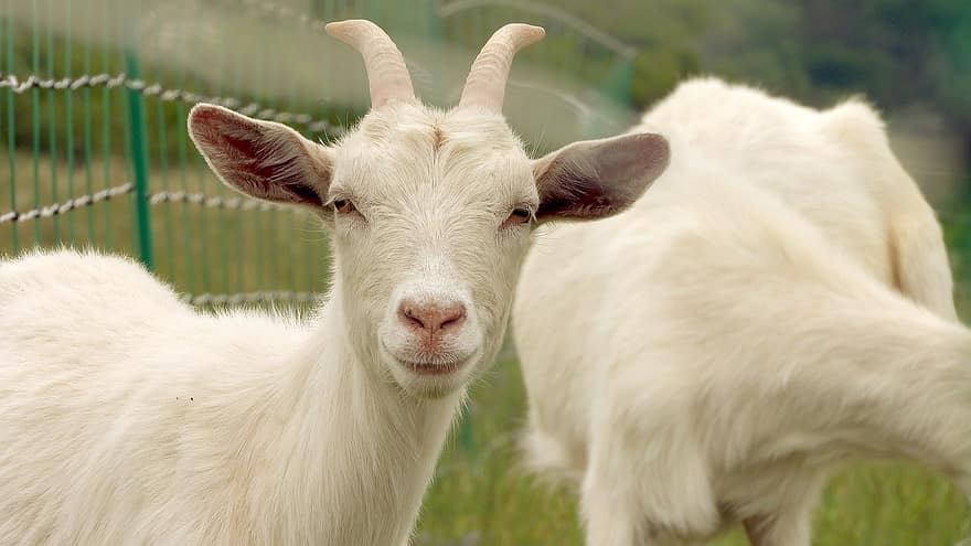 коза, бяла коза, пир, сладък, наблизо, паша, селскостопански животни, В Corral, химилка, радостен, усмивка