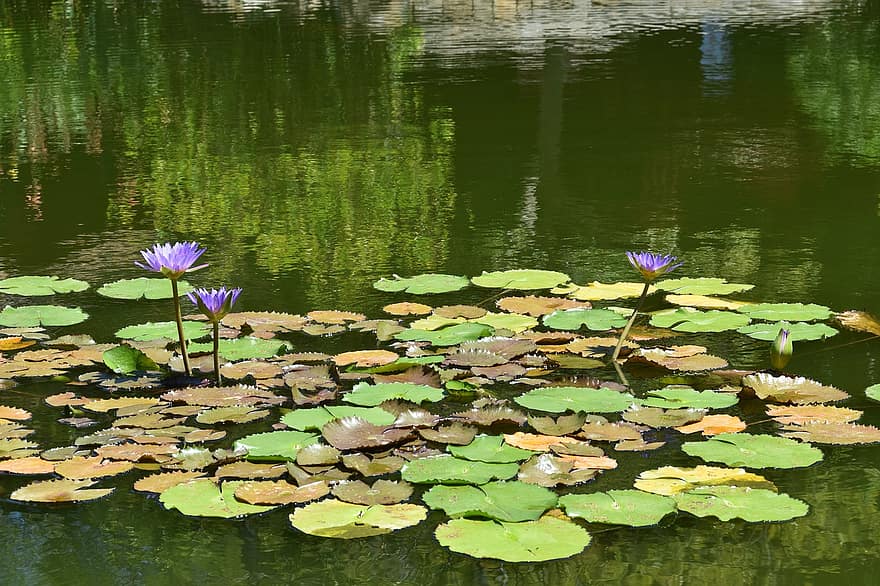 China, Lotus, Pond, Water Lilies