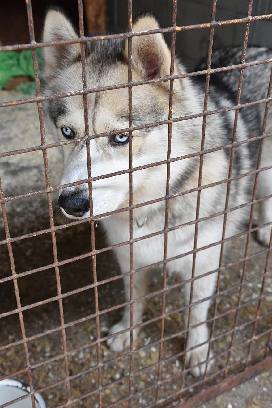 abrigo, fornido, perro, adopción, lobo, trineos tirados por perros, ojos, Alaska