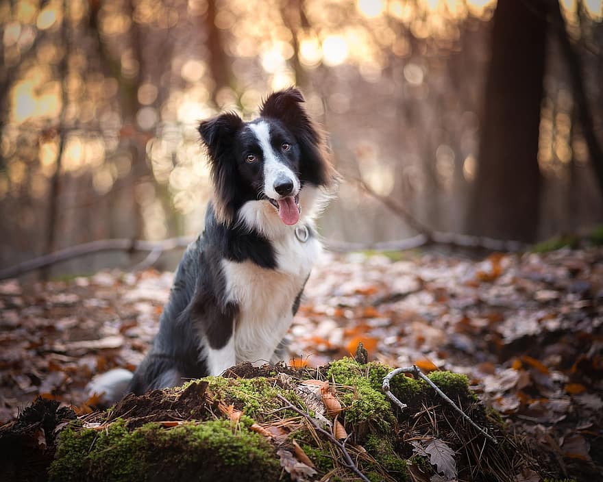 border collie, skót juhászkutya, kutya, kutya fajta, házi kedvenc, nyakörv, fekete-fehér szőr, szőrös, szőrös kutya, fák, lehullott levelek