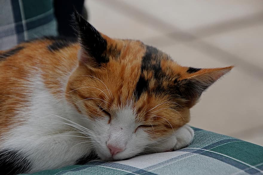 kissa, lemmikki-, eläin, nukkumassa, calico cat, kotimainen, kissan-, unessa