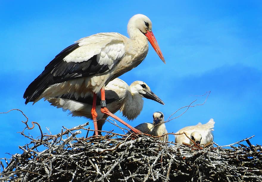 Stork, Wading Bird, Animal, Ciconia Ciconia, Wing, Feather, Plumage, Beak, Nest, Young, Chick