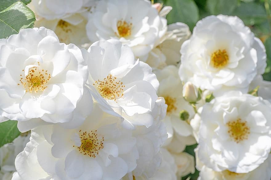 hoa hồng chó, hoa hồng, những bông hoa, những bông hoa trắng, hoa hồng nở, cánh hoa, cánh hoa hồng, hoa, hệ thực vật