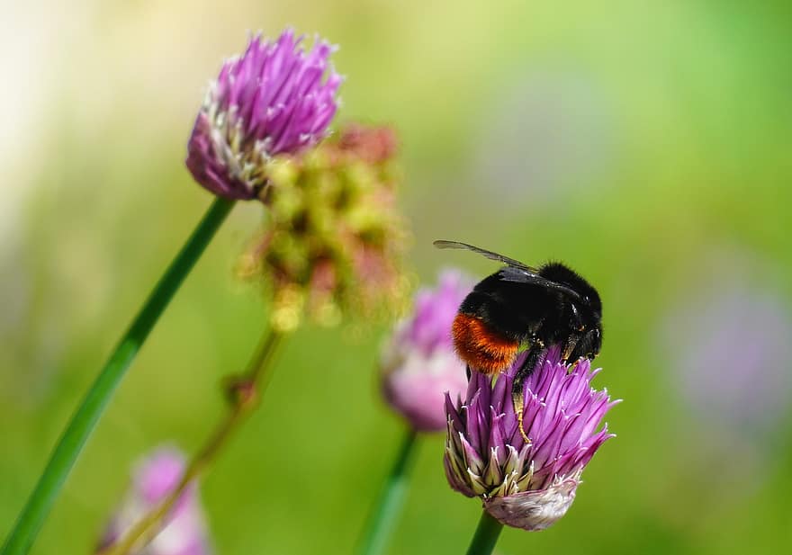 Chives, Hummel, Pollinate, Pollination, Flowers, Insect, Blooming, Blossoming, Flora, Fauna, Animal World