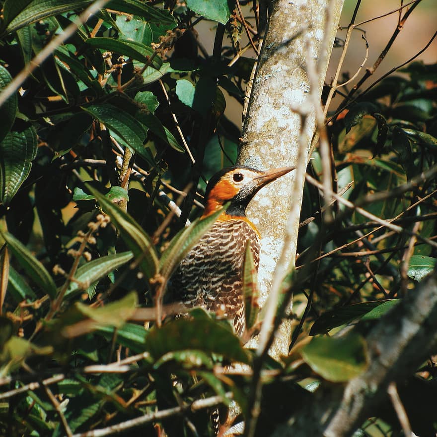 Woodpecker, Bird, Nature, Animal, Pity, Tree, Woodpeckers, Feathers, Wild, Wood
