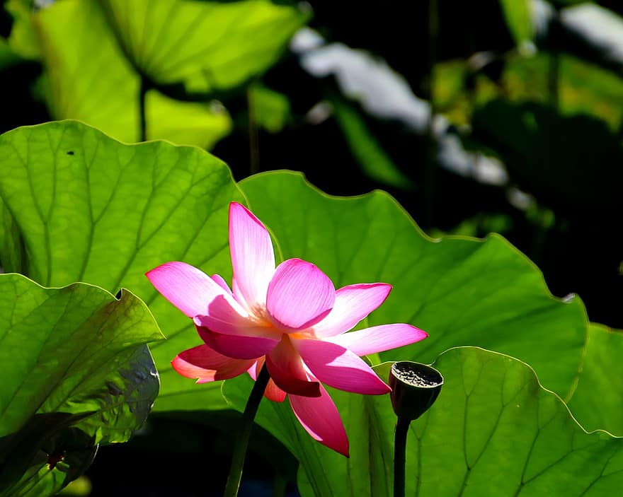 květ, lotus, vodní rostliny, Příroda, rybník, rostlina, list, letní, detail, okvětní lístek, zelená barva