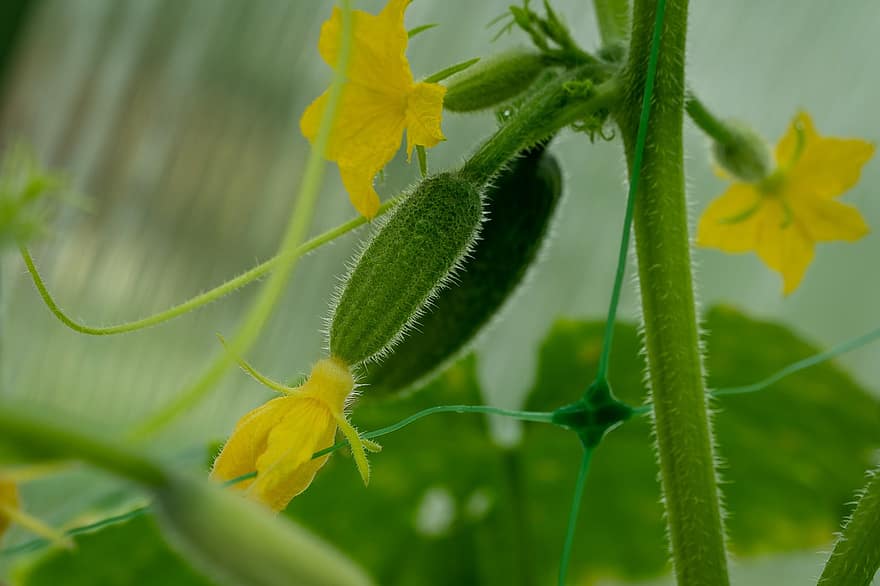 Cucumbers, Bloom, Foliage, Greenhouse, Vegetables, Spring, Nature, Bushes, green color, plant, close-up