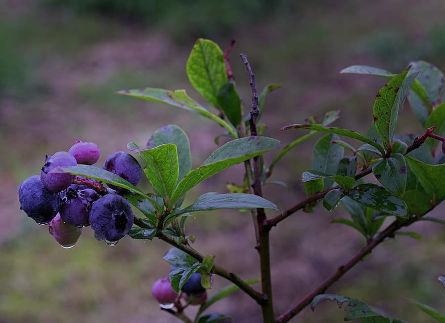 blueberry, beri, buah, segar, pohon, cabang