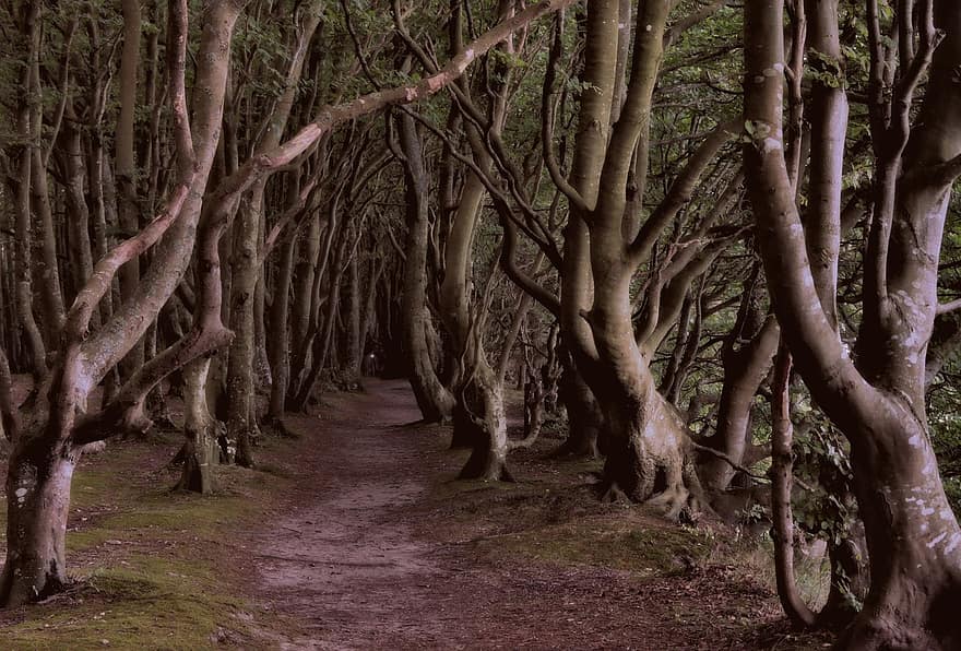 Path, Trees, Nature, Forest, Trail, Woods, Mystical, tree, branch, plant, leaf