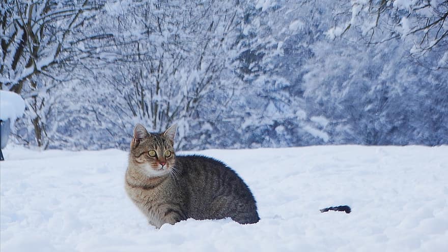 kat, katje, winter, sneeuw, Kerstmis, landschap, dier, huisdier, zoogdier, Kat In De Sneeuw, koude