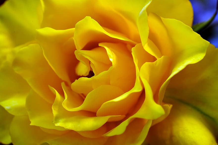 Rose, fleur, plante, Une rose jaune, fleur jaune, pétales, Floraison, la nature