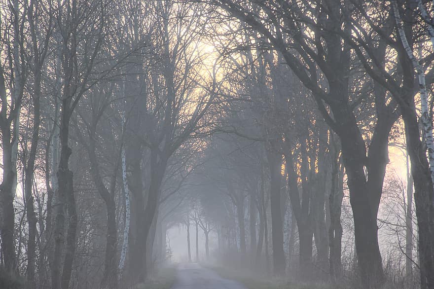 bosque, niebla, camino, avenida, arboles, naturaleza, Mañana, primavera, la carretera, abedules, Alemania