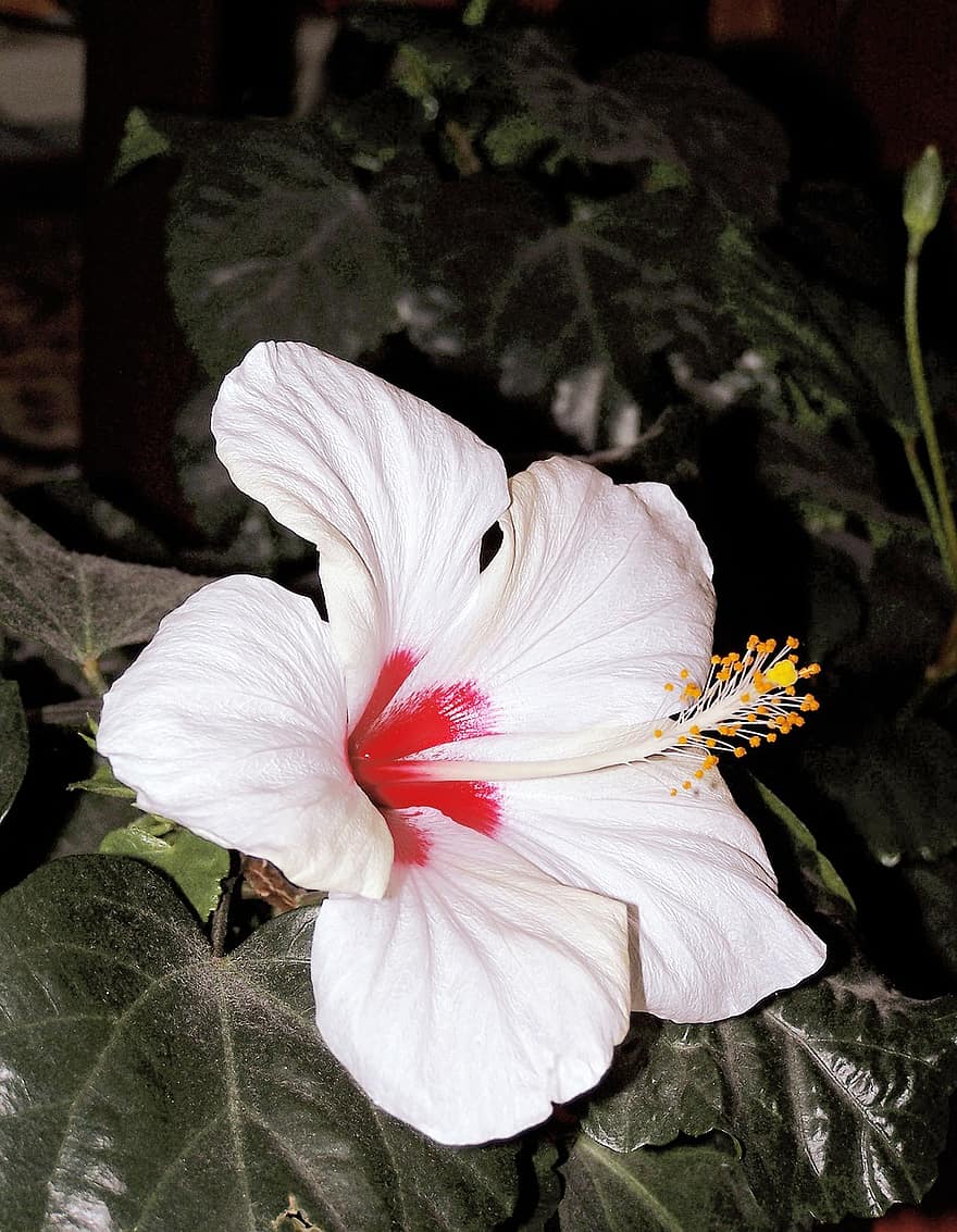 хибискус, цвете, бял