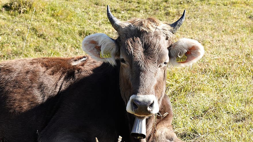 牛、家畜、ファーム、ブラウンスイス、動物、自然、哺乳類、農業、農村、田舎、牛肉