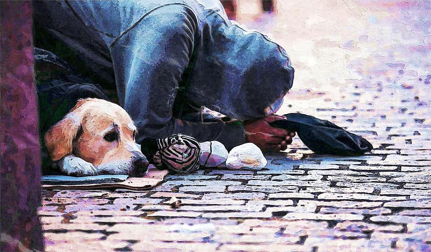 Compartir, el, dolor, 同甘共苦, praga, sense llar, pobresa, a l'aire lliure, carrer, persona, gos