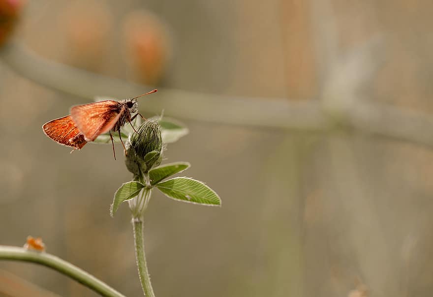 Butterfly, Insect, Pollination, Lepidoptera, Entomology, Budding Flower, Flower Bud, Blossoming, Blooming, Flora, Close Up