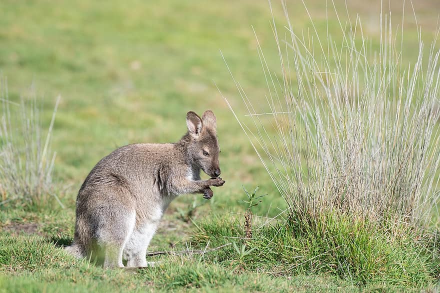 wallaby, bennetts wallaby, macropus rufogriseus, thú có túi, động vật có vú, thú vật, động vật hoang dã, hoang dã, đảo bruny, tasmania, người Úc