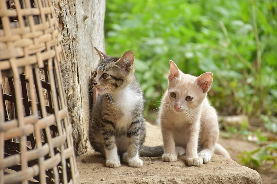 macskák, kiscicák, pletykázó vénasszony, háziállat, cica, fiatal macskák, állatok, házi macskák, macskaféle, emlősök, aranyos