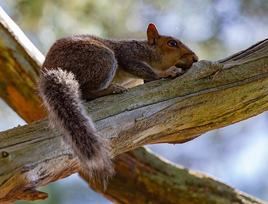 Squirrel, Rodent, Grey Squirrel, Tree, Wild, Mammal, Wildlife, Furry, Fur, Tail