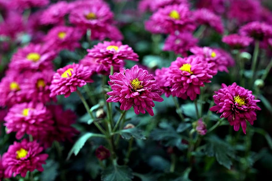 Chrysanthemum, Flowers, Pink Flowers, Garden, Flora, plant, close-up, flower, summer, flower head, petal