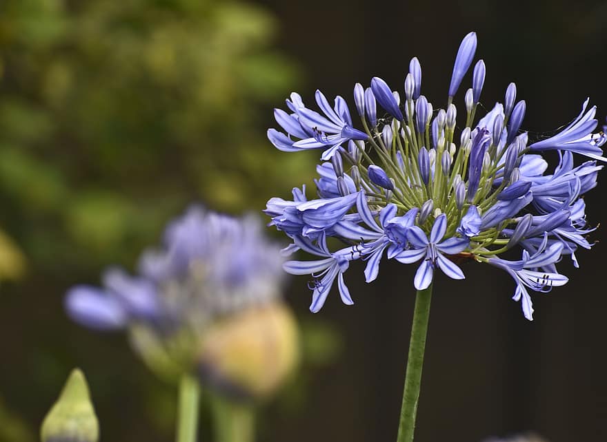 bunga-bunga, bunga biru, berbunga, mekar, kelopak biru, flora, pemeliharaan bunga, hortikultura, botani, alam, menanam