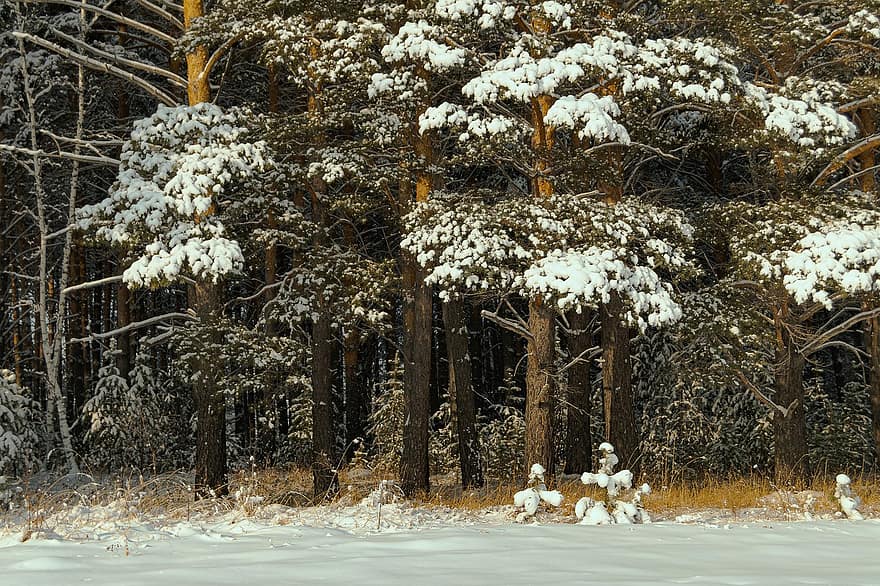 arbres, hivern, bosc, naturalesa, temporada, a l'aire lliure, boscos, neu, arbre, paisatge, gelades