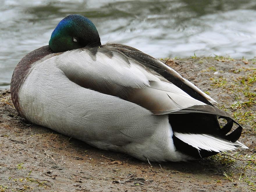 зеленоглава патица, патица, птица, животно, паток, заспал, водни птици, водна птица, перушина, природа, перце