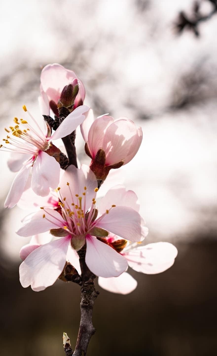 Flowers, Petals, Almond, Spring, Bloom, Blossom, Tree, Branch, Plant, Flowering, Nature