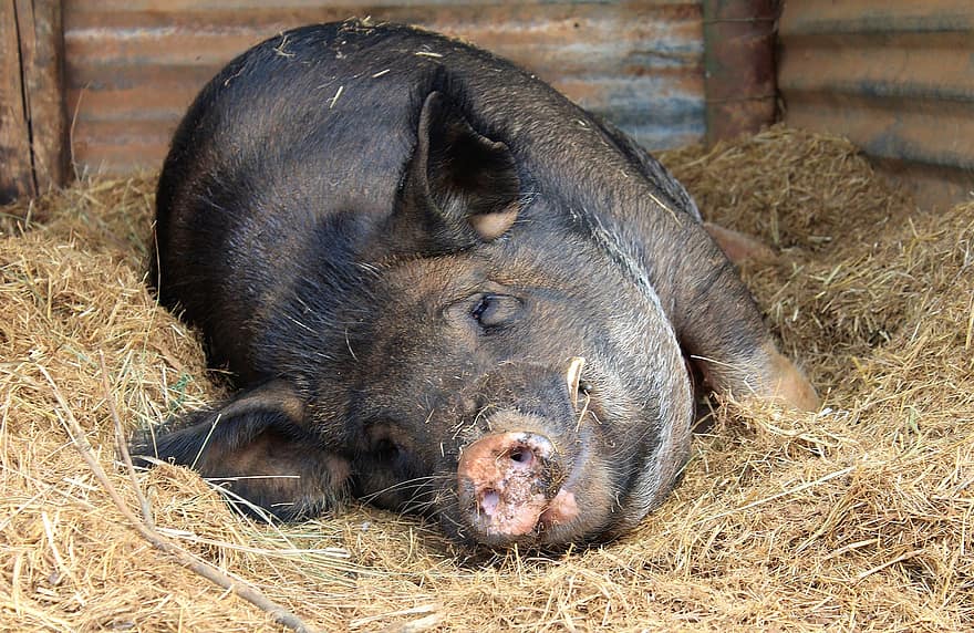 돼지, 동물, pigsty, 다래끼, 건초, 수퇘지, 돼지 고기, 하인, 포유 동물, 가축, 농장