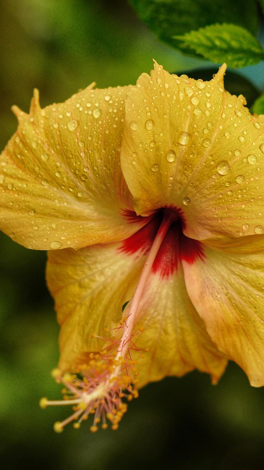 hibisco, flor, orvalho, gotas de orvalho, gotículas, pingos de chuva, molhado, Flor amarela, Flor, plantar, flora