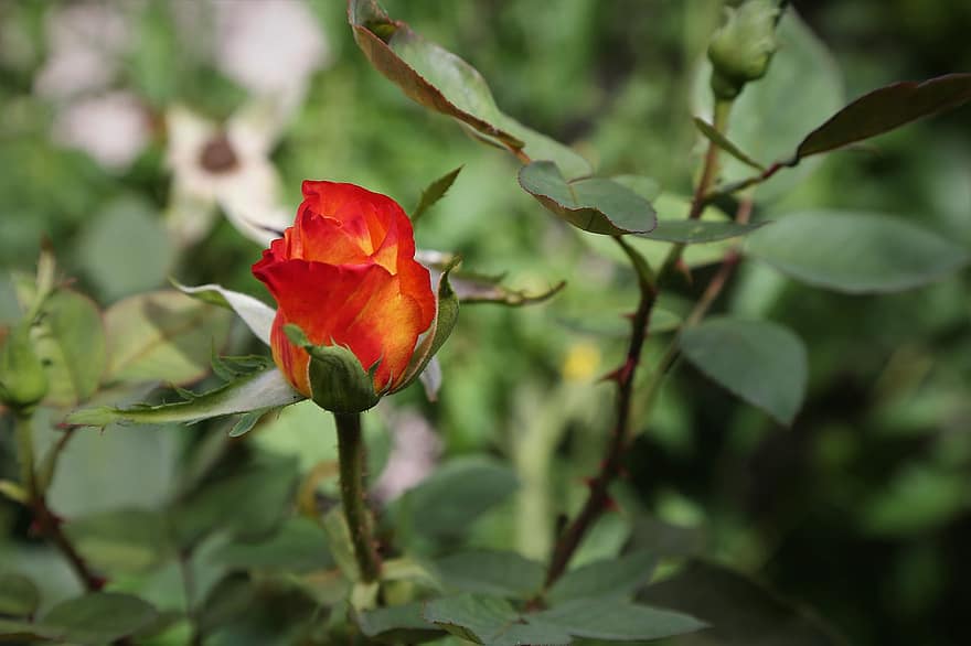 Rosa, flor, jardín, Rosa Alinka, floración, planta floreciendo, planta ornamental, planta, flora, naturaleza