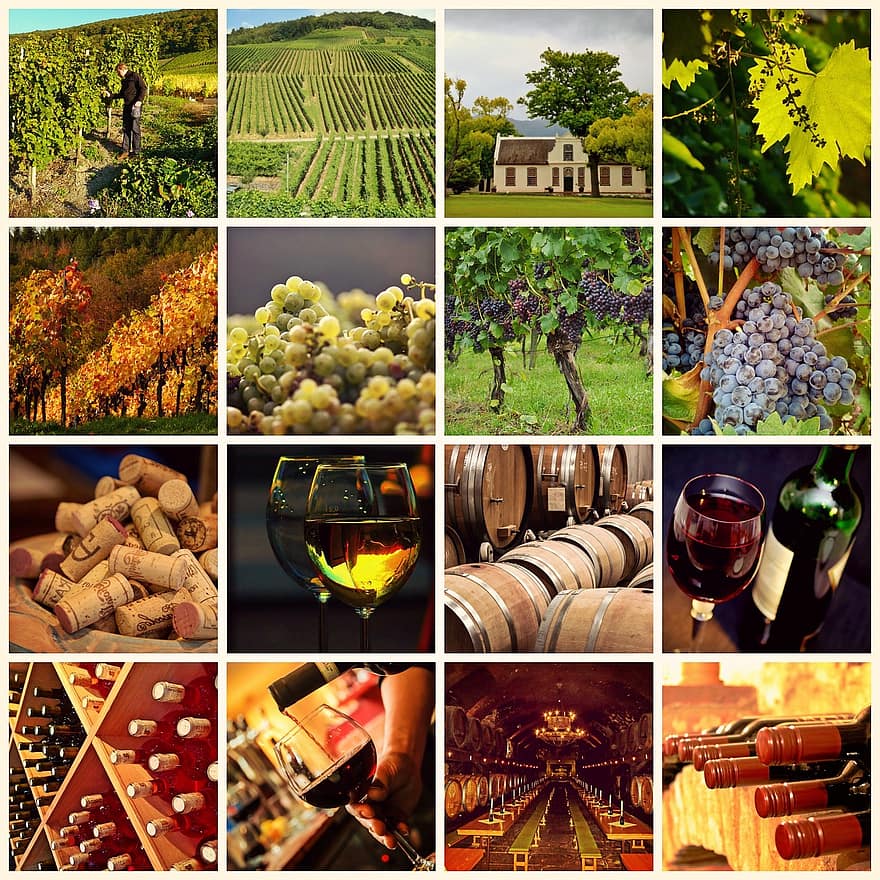anggur, winegrowing, tanaman merambat, kebun anggur, gelas anggur, vintage, gudang di bawah tanah, minum, alkohol, panen anggur, musim gugur
