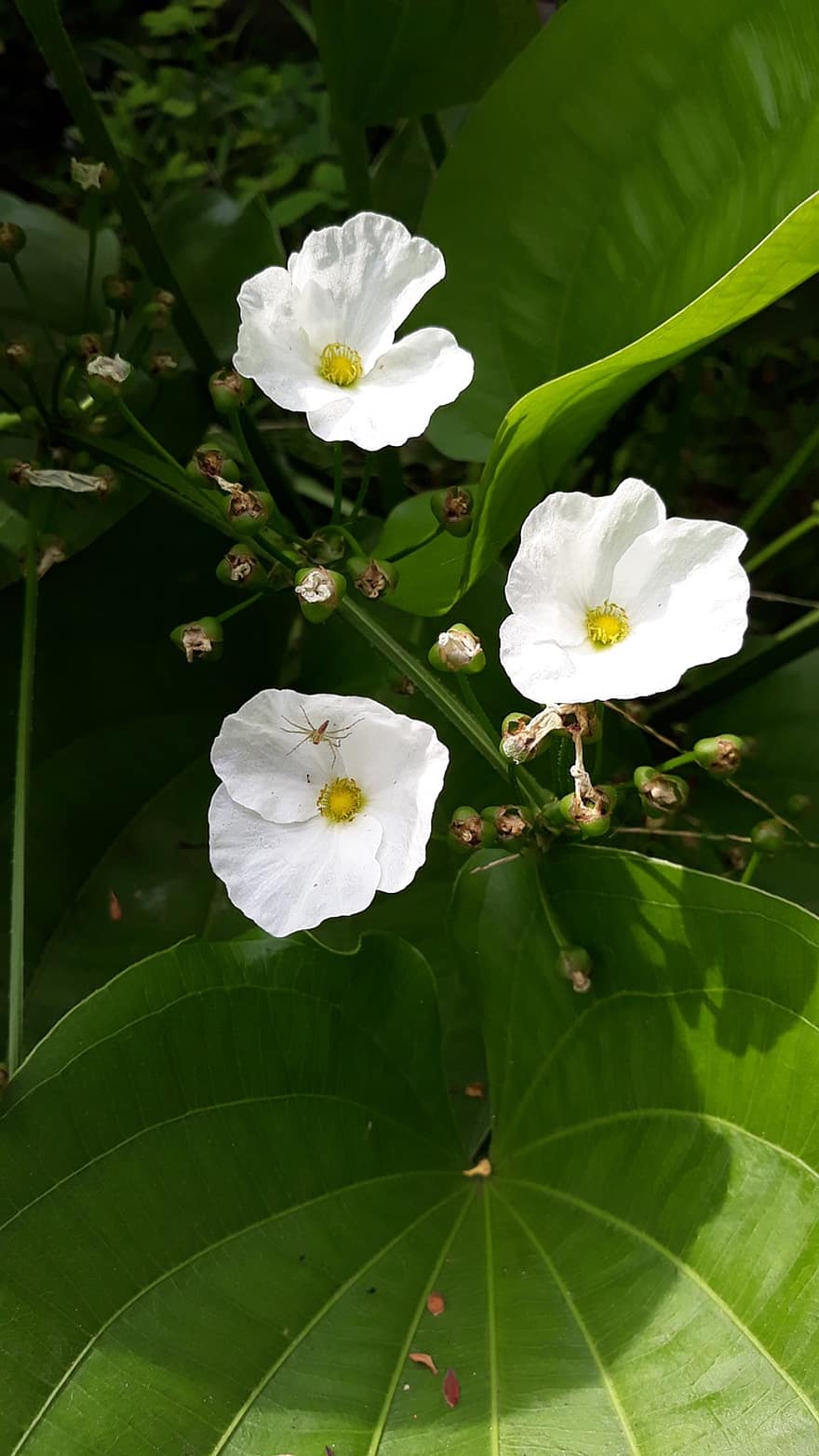 Mexican Sword Plant, Flowers, Plant, White Flowers, Petals, Buds, Bloom, Leaves, Nature
